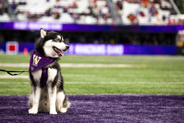 The Husky 'Dubs' on a Field